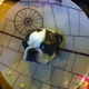 Illustration for article titled The Death Star makes everything cooler, even a dog's Cone of Shame